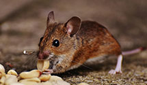 24 Hour & Emergency Exterminators in Wing, ND
